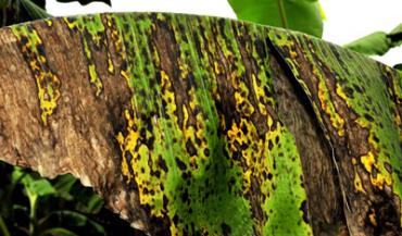 banana_Black_Sigatoka