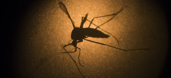 World Health Organization: Zika Virus A Public Health Emergency