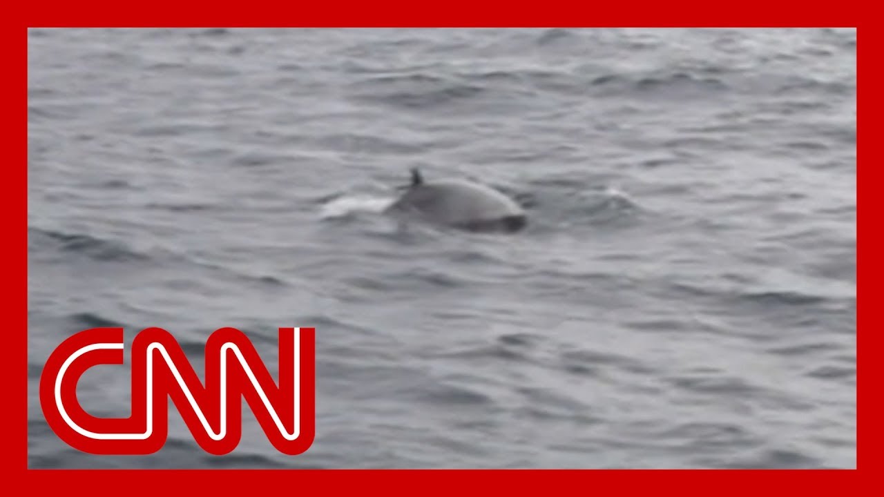 Japan resumes commercial whaling amid backlash 1