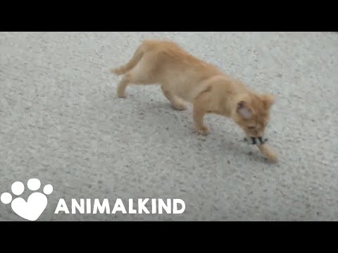 Animal investigator falls in love with kitten he rescued | Animalkind 1