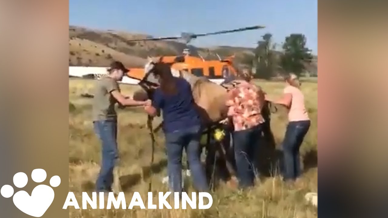 Horse dangles from helicopter during daring rescue | Animalkind 1