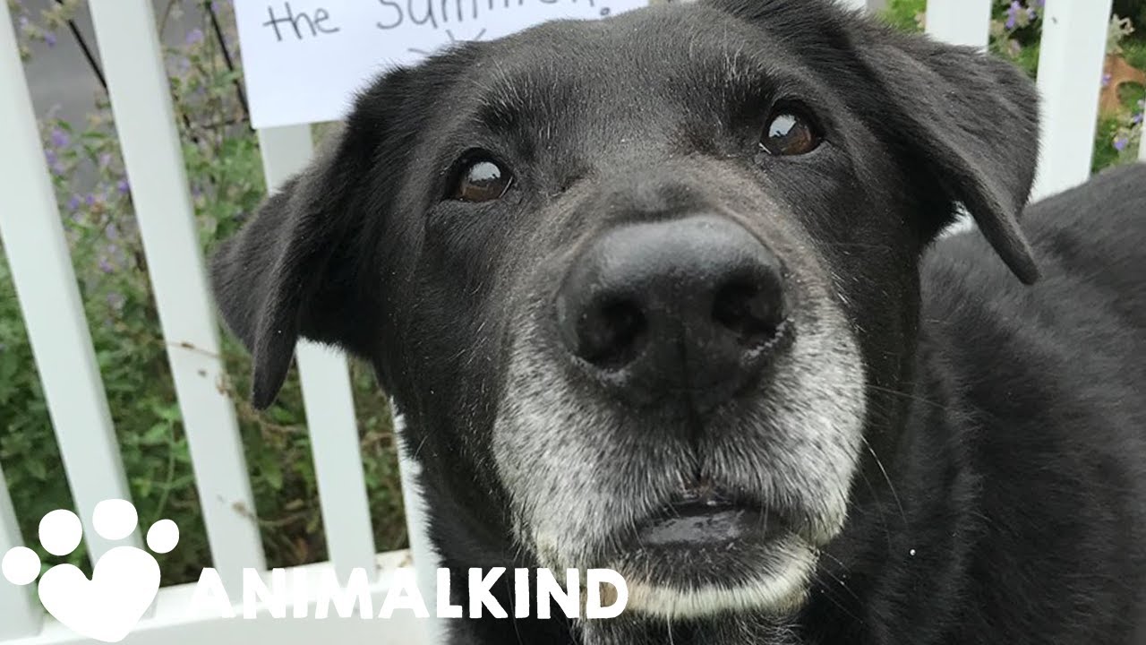 Neglected senior dogs get second chance for a happy home | Animalkind 1