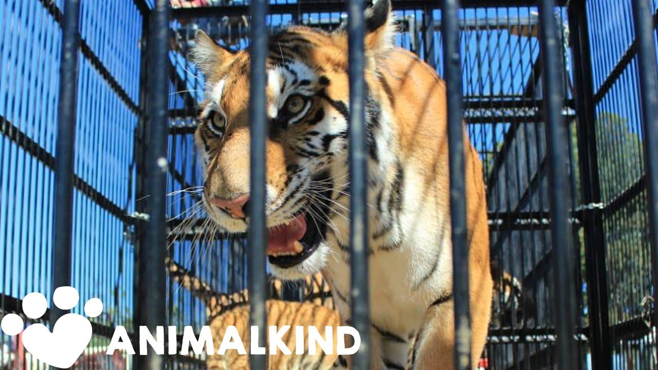 Big cats rescued from circus begin new life at sanctuary | Animalkind 4