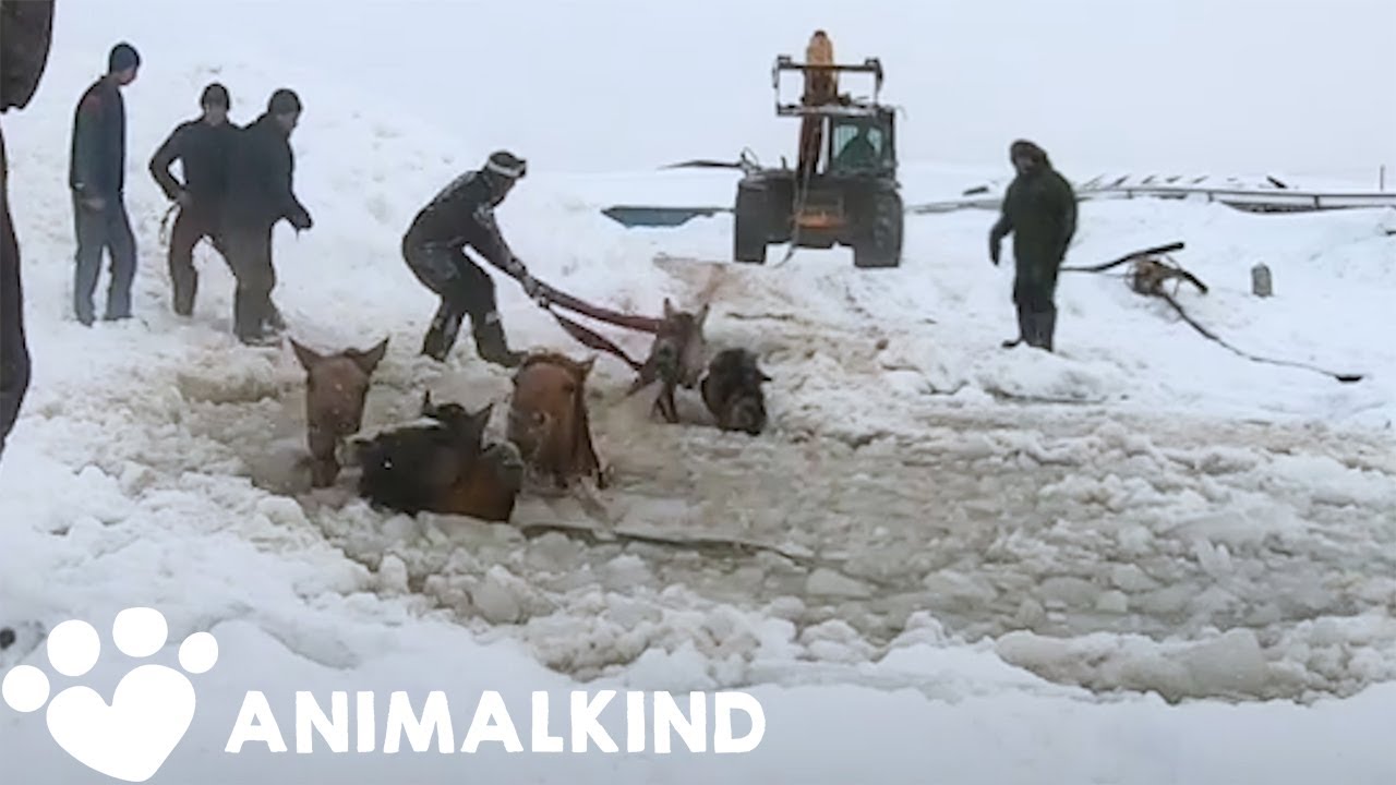 Farmers rescue eleven frantic horses from icy water | Animalkind 9