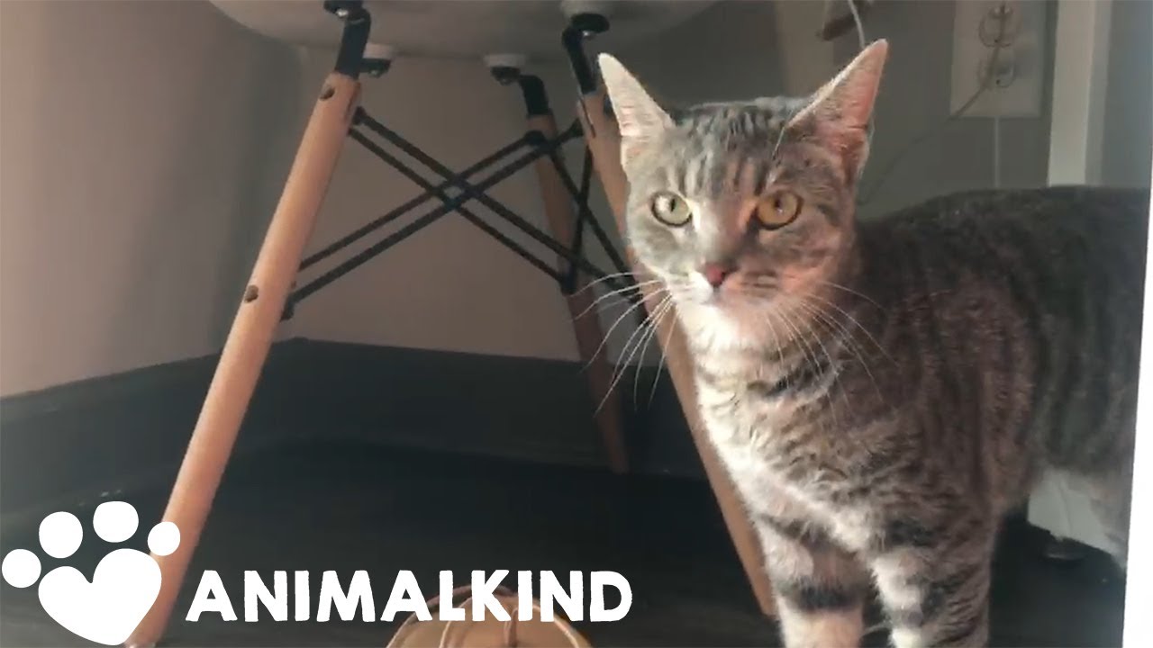 Fostering shelter animals during isolation: A win-win | Animalkind 1
