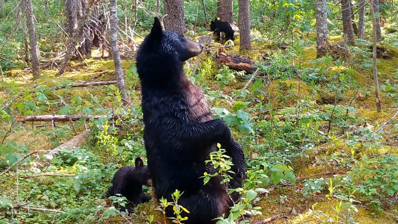 What do bears do when nobody is around? Look at this high-definition trail footage 1