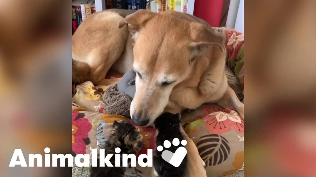 Former foster dog becomes foster dad to kittens | Animalkind 4