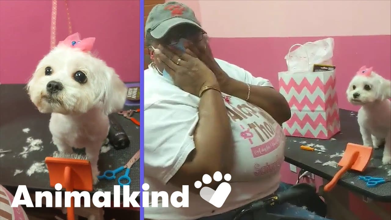 Dog groomer tricked into working on her new puppy | Animalkind 3