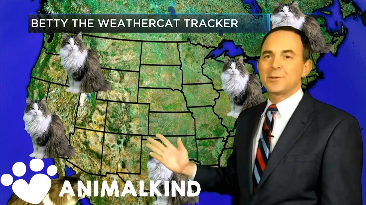 House cat photobombs weather forecast | Animalkind 2