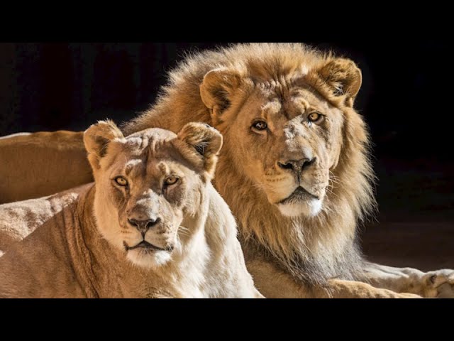 L.A. Zoo euthanizes 'soulmate' duo of African lions 2