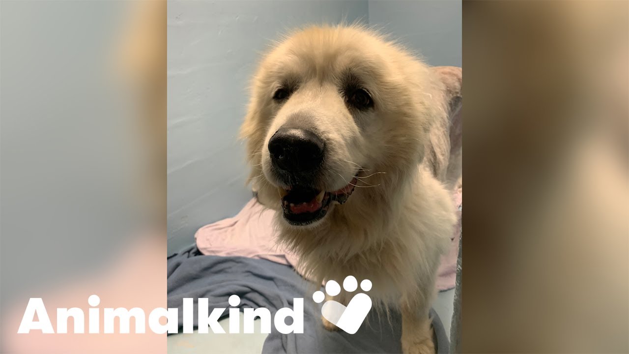 Dog found tied to sled learns to walk again | Animalkind 9
