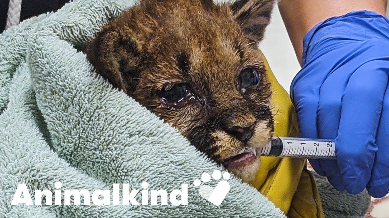 Orphaned mountain lion cub rescued from wildfire | Animalkind 2