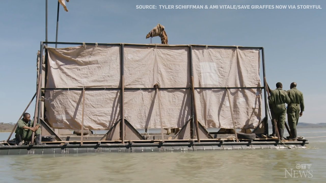 Rescue crew uses steel barge to relocate stranded giraffe 1