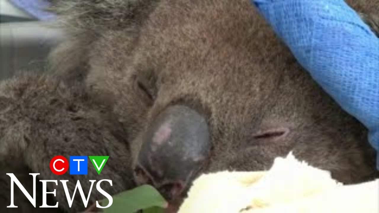 More than 60,000 koalas affected by Australia fires: World Wide Fund for Nature 1