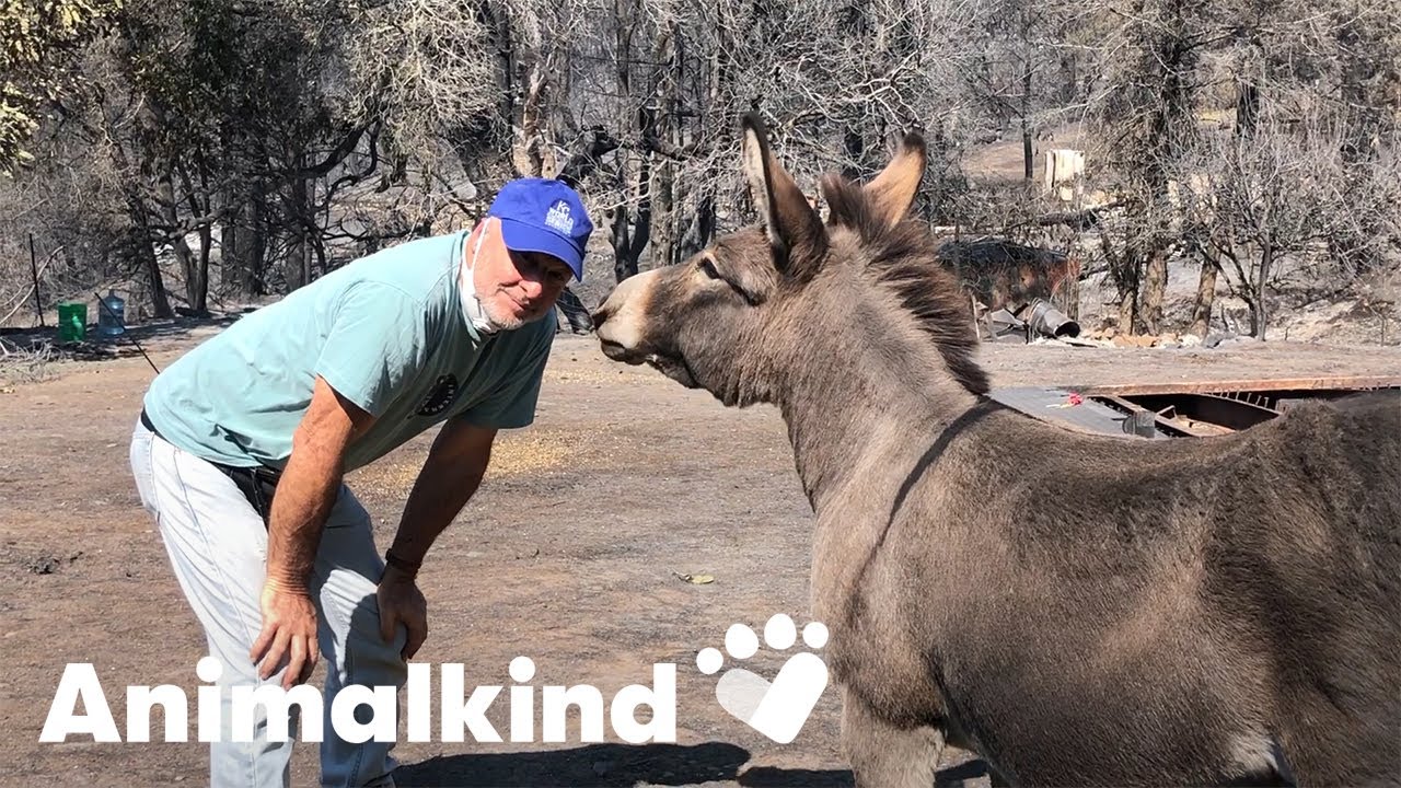 Donkey runs to owner after surviving wildfire | Animalkind 1