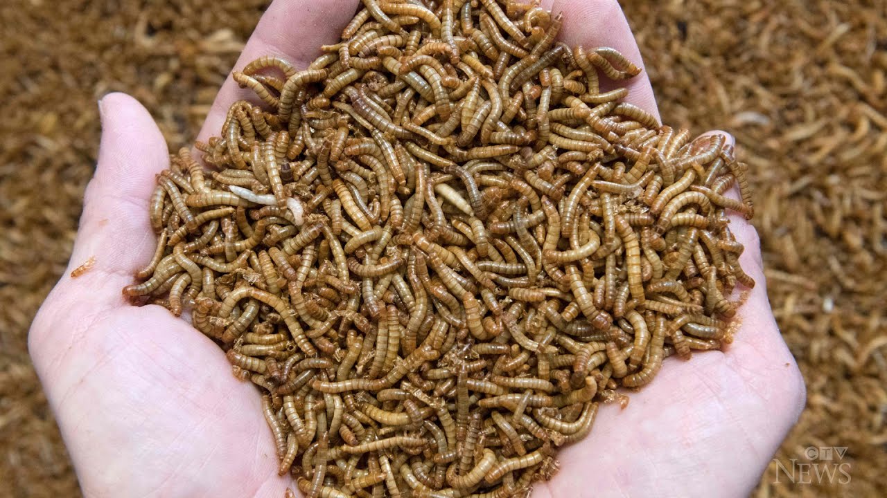 Mealworms to become first insect approved as food by EU 3