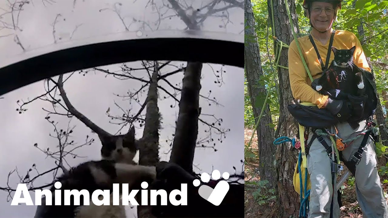 Man climbs trees to save stranded cats | Animalkind 7