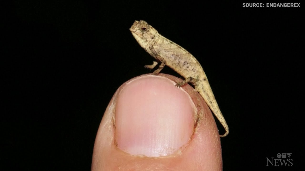 Meet the smallest reptile on Earth 1