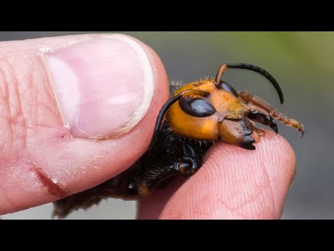 Murder hornets are worsening our planet's pollinator crisis 1