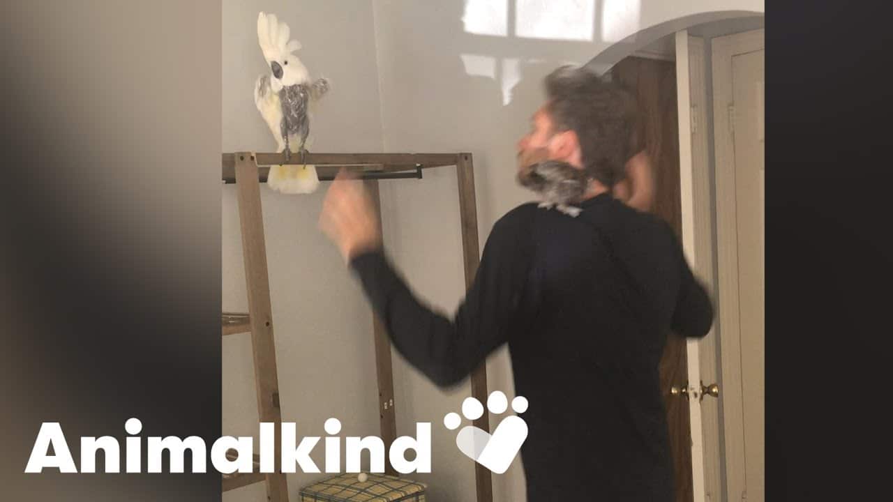 Sad cockatoo learns to shake her tail feathers | Animalkind 1