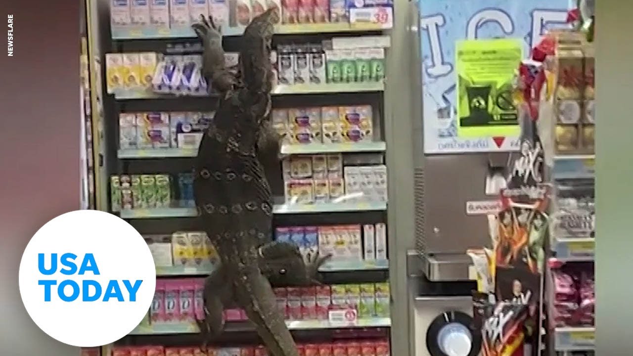 'Godzilla' lizard takes over a 7-Eleven | USA TODAY 4