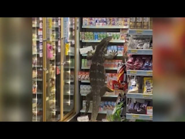 Huge lizard climbs shelf in Thailand supermarket 1