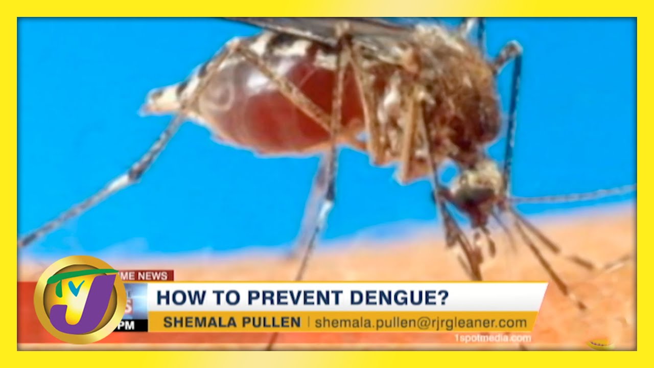 How to Prevent Dengue? TVJ News - May 5 2021 1