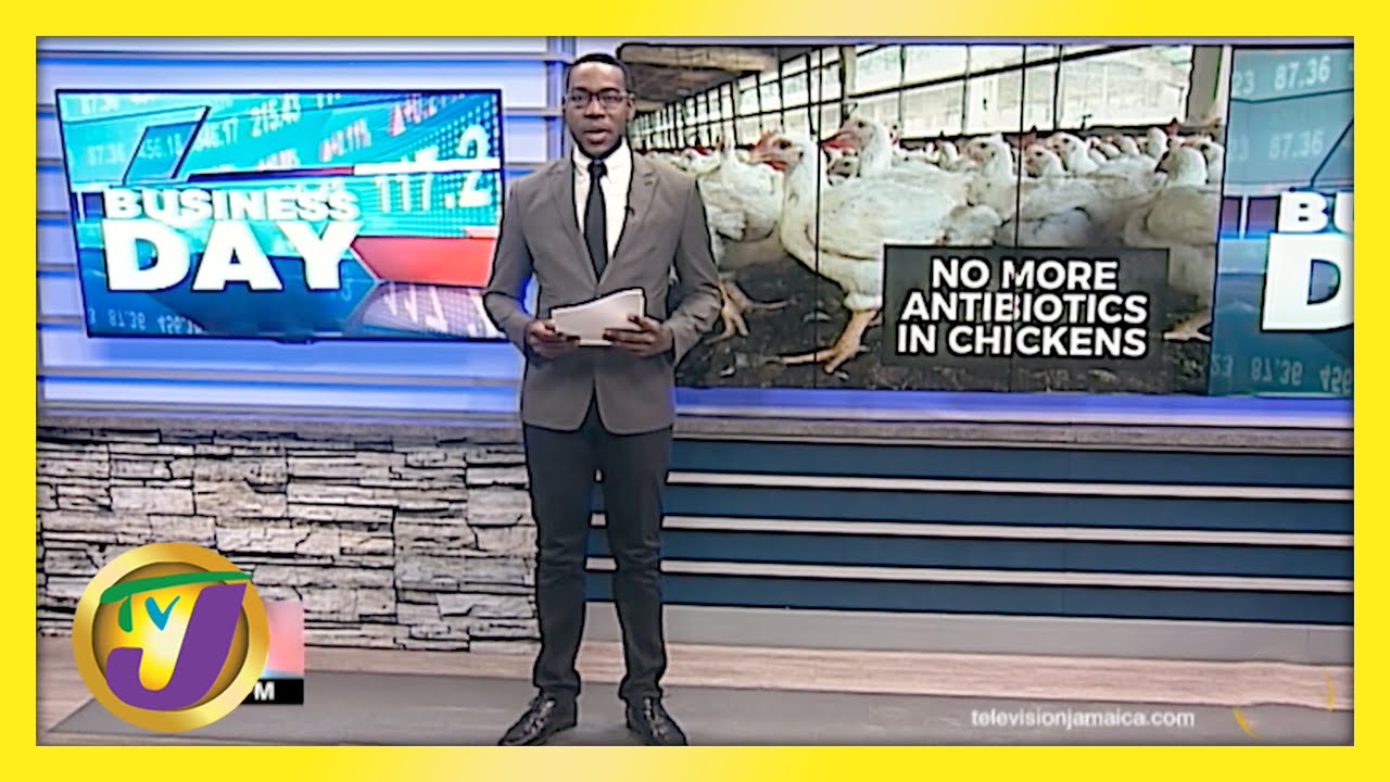 Jamaican Poultry Operators go Antibiotic Free | TVJ Business - May 6 2021 1