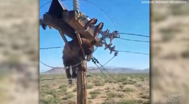 Bear cub gets trapped, freed from top of utility pole 1