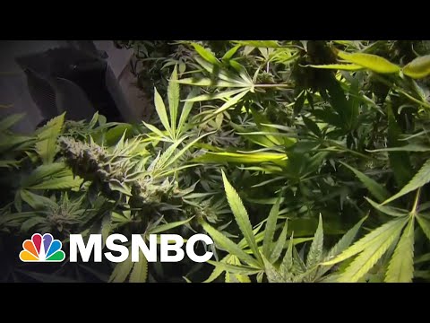 Senate Dems Propose Bill To Federally Decriminalize Marijuana 1