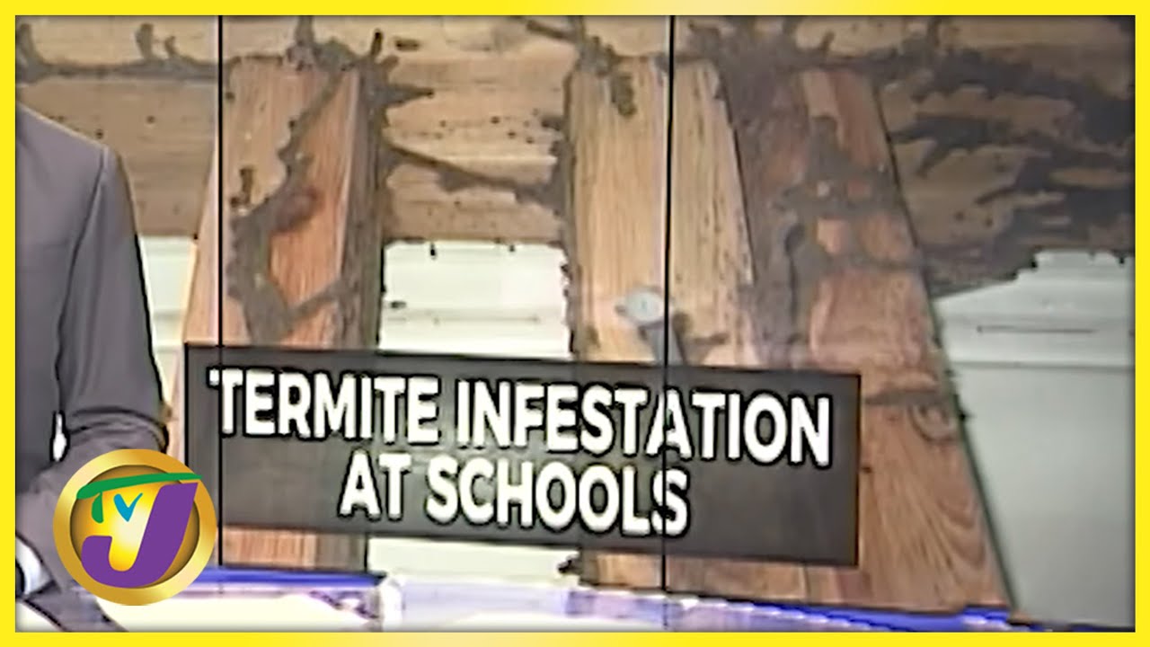 Termite Infestation at Some Schools in Jamaica | TVJ News - July 26 2021 1