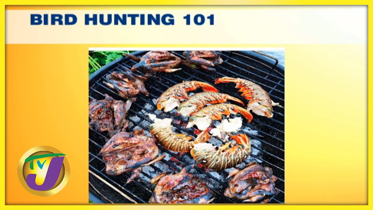 Bird Hunting In Jamaica 101 TVJ Smile Jamaica