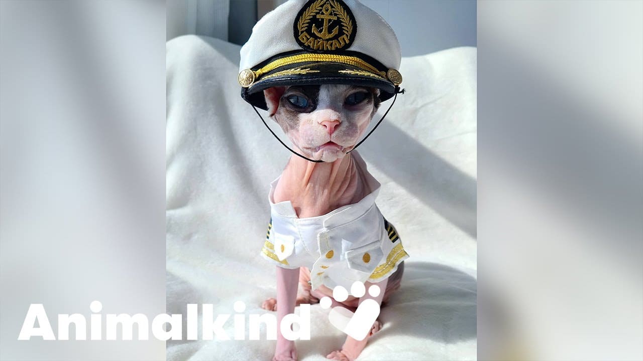 Cruise kitty makes the cutest first mate | Animalkind 9