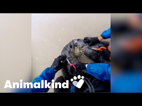 Activist saves seals from ocean trash | Animalkind 1