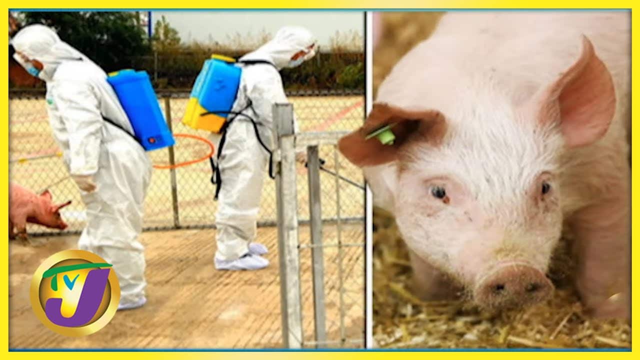 Jamaica on High Alert for African Swine Flu | TVJ Smile Jamaica 1