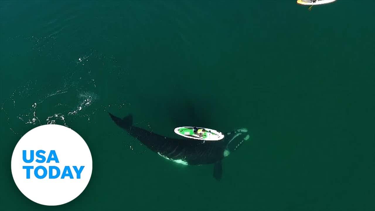 Giant whale surprises paddle boarder with friendly nudge | USA TODAY 8