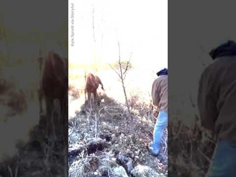 WATCH: Alberta man frees wailing moose calf that is stuck in fence #shorts 3