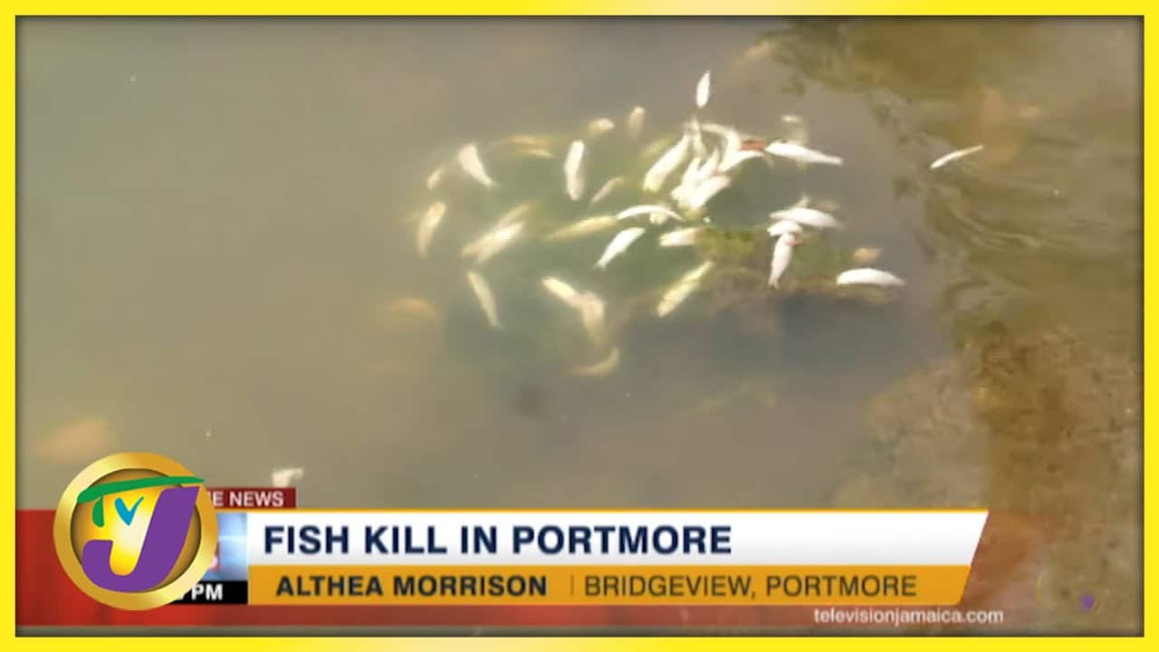 Fish Kill in Portmore | TVJ News - Oct 22 2021 1