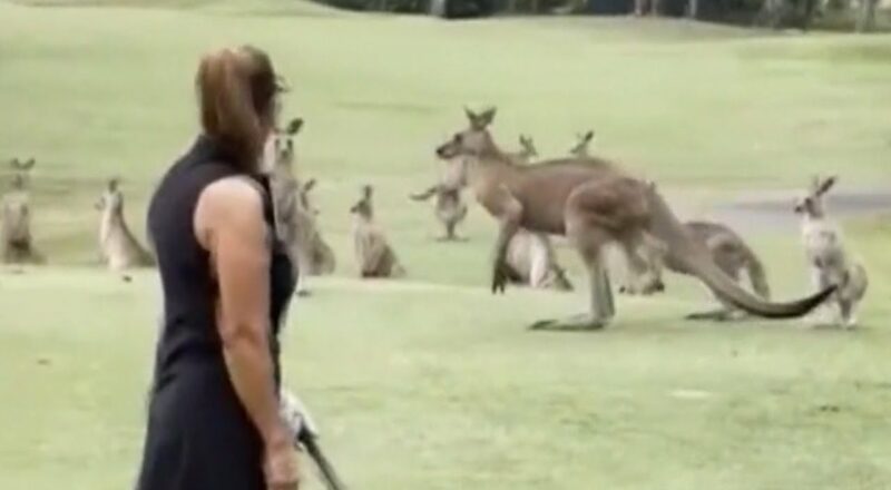 WATCH: Mob of kangaroos invade golf course in Australia 4