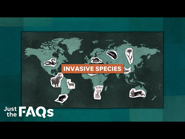 How invasive species became a problem in US | Just the FAQs 1