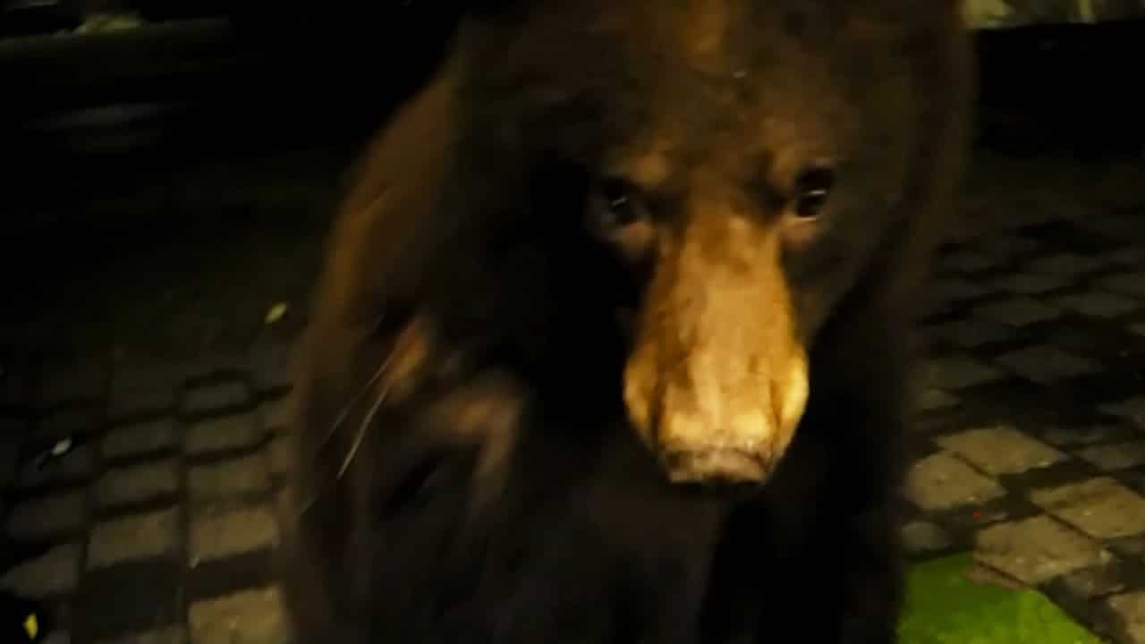 Bear licks B.C. woman in close encounter caught on cam 1