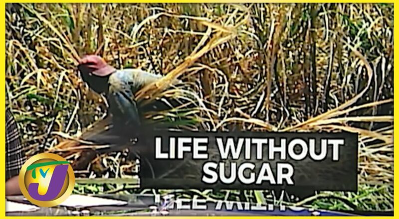 Life without Sugar | TVJ News - Nov 8 2021 1