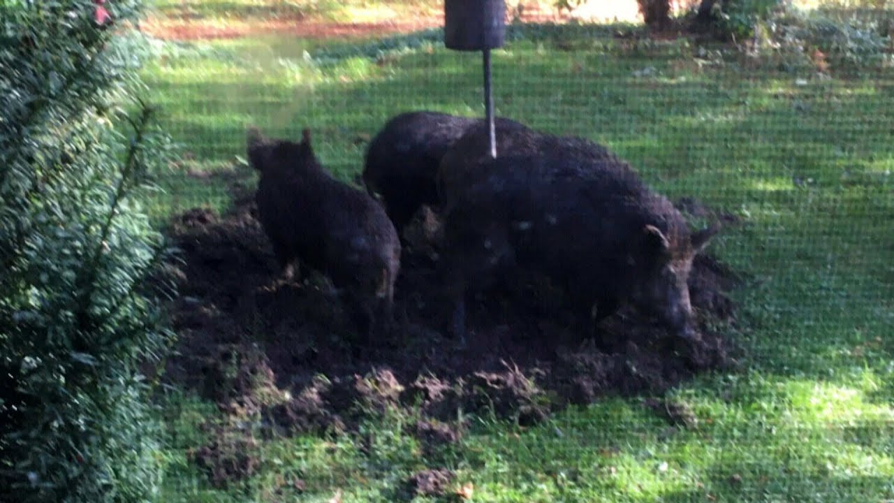 Group of wild boars seen east of Toronto sparks concern 1