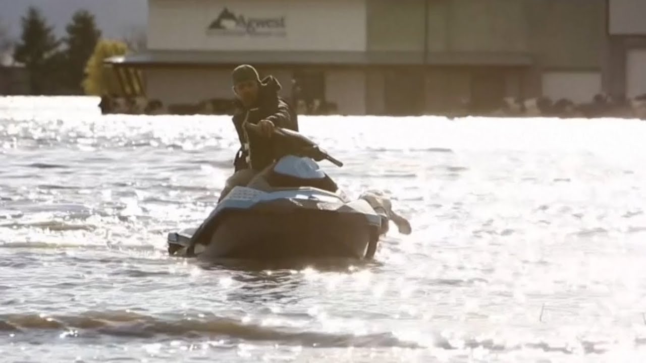 Abbotsford, B.C., residents use watercrafts to rescue stranded cattle 1