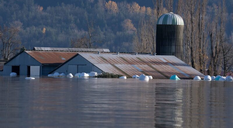 B.C. farmers band together to care for animals left behind amid flooding 1