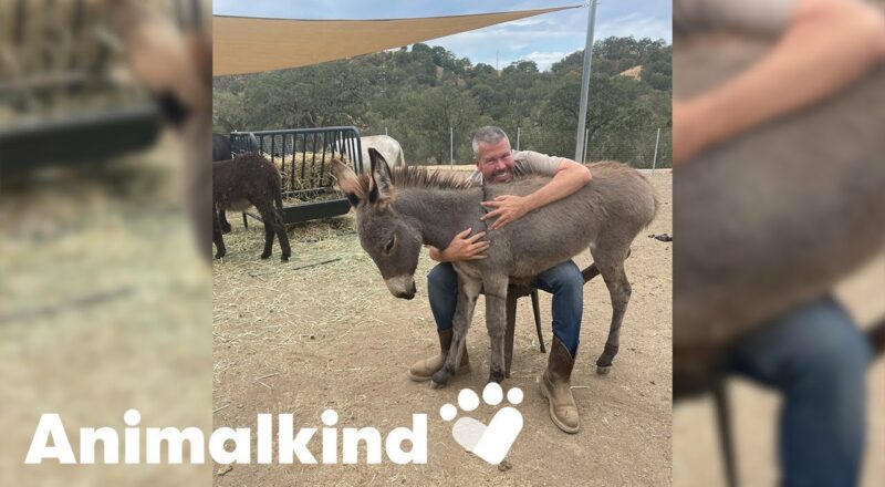 Former fashionista dedicates life to donkeys | Animalkind 1