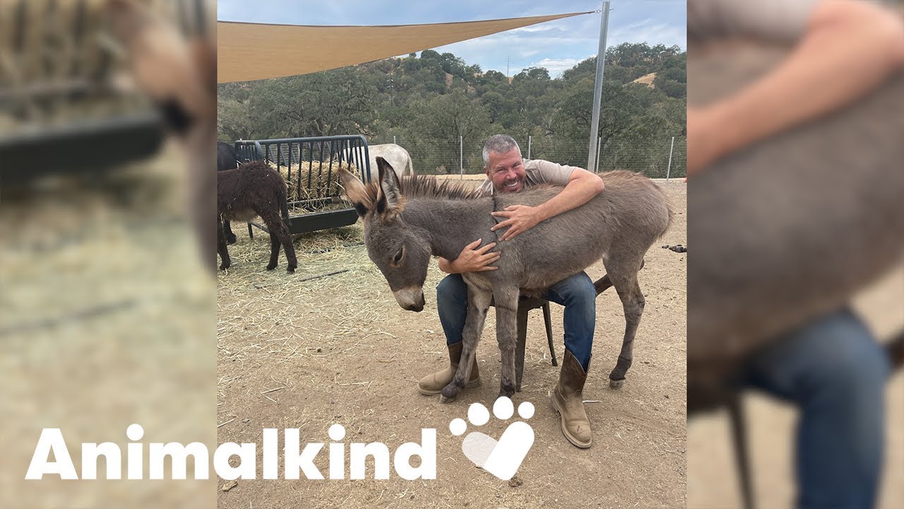 Former fashionista dedicates life to donkeys | Animalkind 5