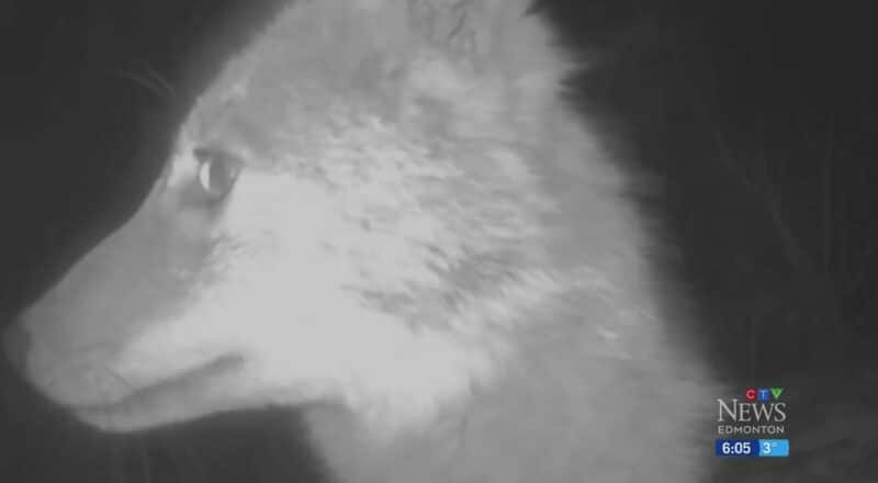 Curious coyote steals Edmonton family's camera 1