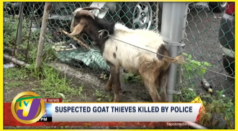 Suspected Goat Thieves Killed by Police in Jamaica | TVJ News - Nov 26 2021 1