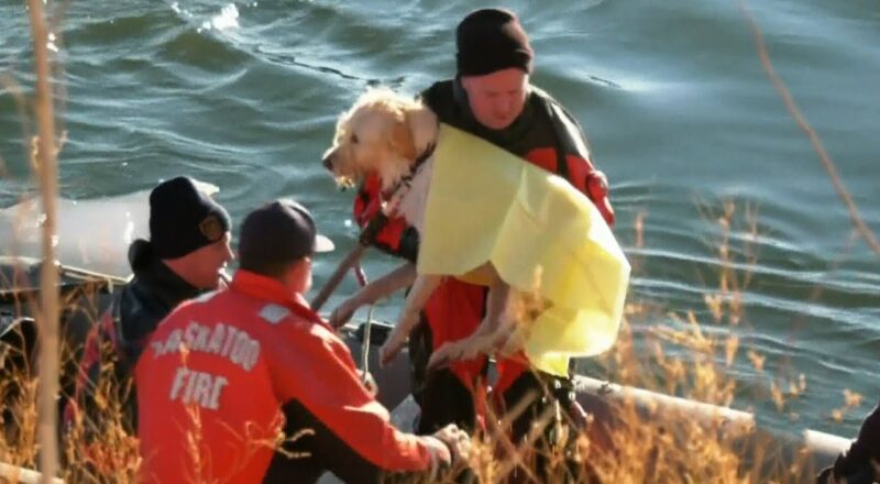 WATCH: Firefighters rescue dog from icy Saskatoon river 1
